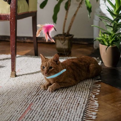 Healing Feather Cat Toy Collar