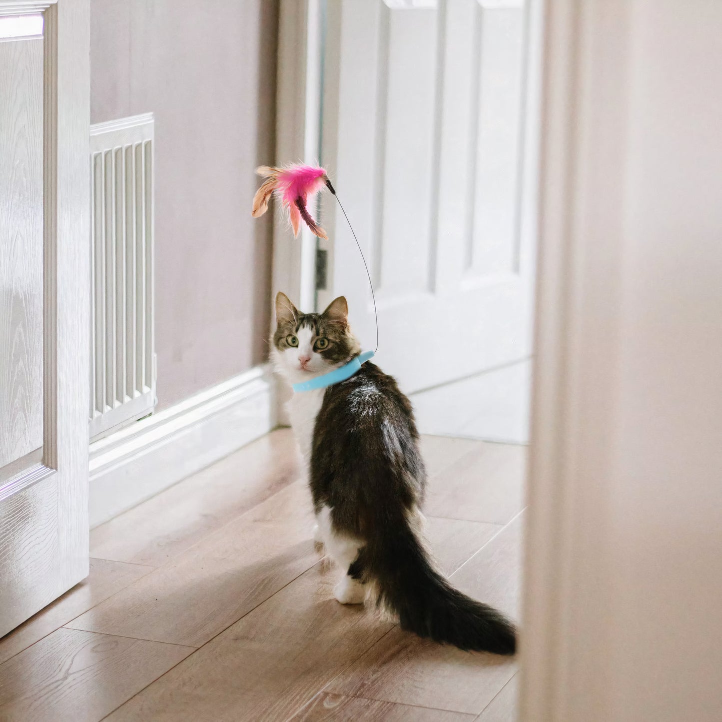 Healing Feather Cat Toy Collar